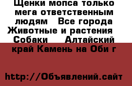 Щенки мопса только мега-ответственным людям - Все города Животные и растения » Собаки   . Алтайский край,Камень-на-Оби г.